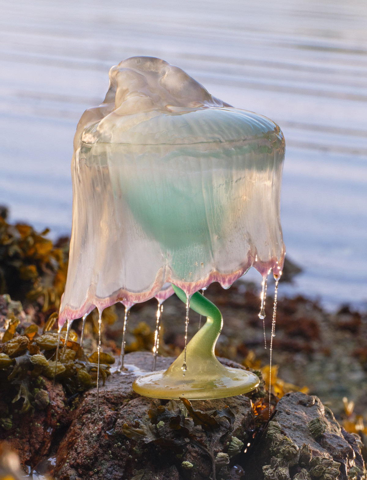 Raphaël Lugassy - © Managements